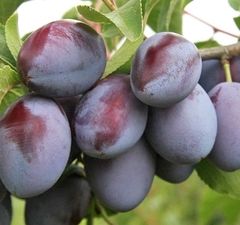 Слива "Стартовая"