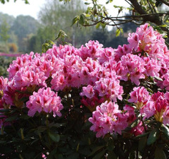 Рододендрон 'Cosmopolitan`