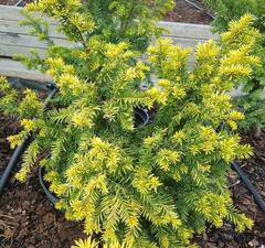 Тис ягодный 'Elegantissima' 