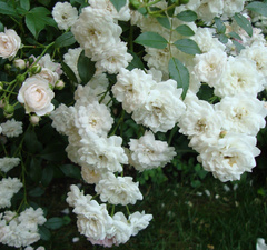 Роза полиантовая 'White Fairy'