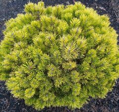 Сосна горная 'Carsten's Winter Gold'