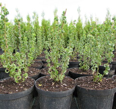 Ива плакучая "Вавилонская"