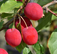 Яблоня "Китайка Долго"