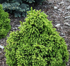 Ель обыкновенная 'Barryi'