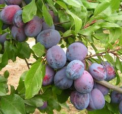 Слива "Венгерка Корнеевская"