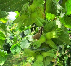 Орех Фундук "Трапезунд" 