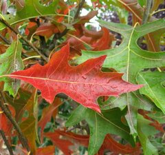 Дуб болотный двуствольный 