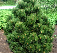 Сосна белокорая 'Malinki'