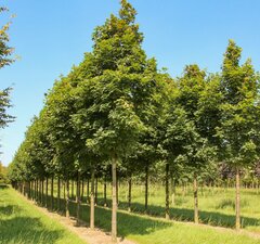 Клен остролистный 'Cleveland' 