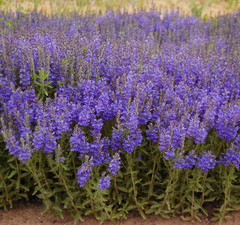 Вероника австрийская 'Royal Blue'