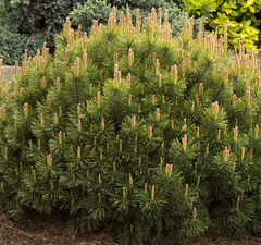 Сосна горная