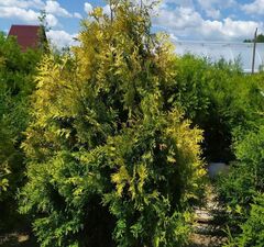 Туя западная 'Europa Gold'