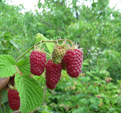 Малина "Лячка"