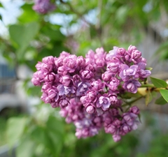 Сирень обыкновенная 'Pink Mist"