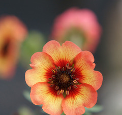 Лапчатка 'Twinkling Star'