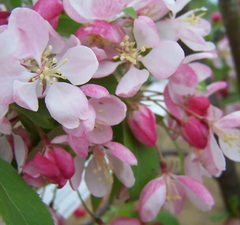 Яблоня декоративная 'Floribunda' рис.0