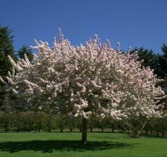 Яблоня декоративная 'Floribunda' рис.1