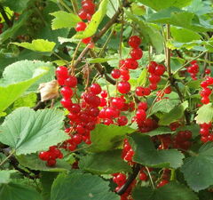 Смородина красная "Восторг"