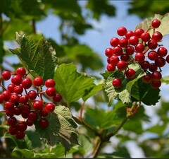 Калина съедобная "Шукшинская"