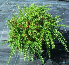 Кизильник горизонтальный 'Coral Beauty'