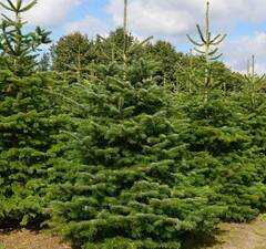 Ель обыкновенная Extra 