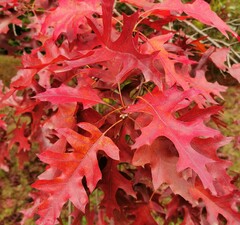 Дуб красный 