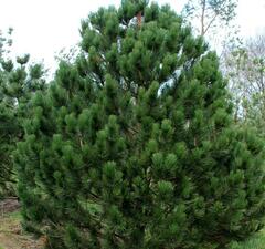 Сосна гельдрейха 'Satellit'