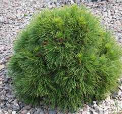 Сосна горная 'Varella'