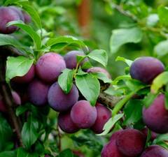 Слива "Анжелина"