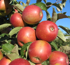 Яблоня колоновидная "Алые паруса" 