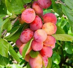 Слива колоновидная "Империал" 