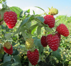 Малина ремонтантная "Жар Птица"