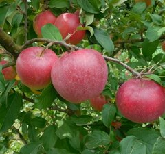 Яблоня "Граф Эззо"