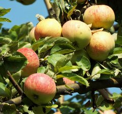 Яблоня "Дачная"