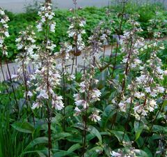 Пенстемон наперстянковый 'Husker Red' 