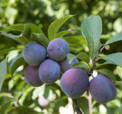 Слива домашняя 