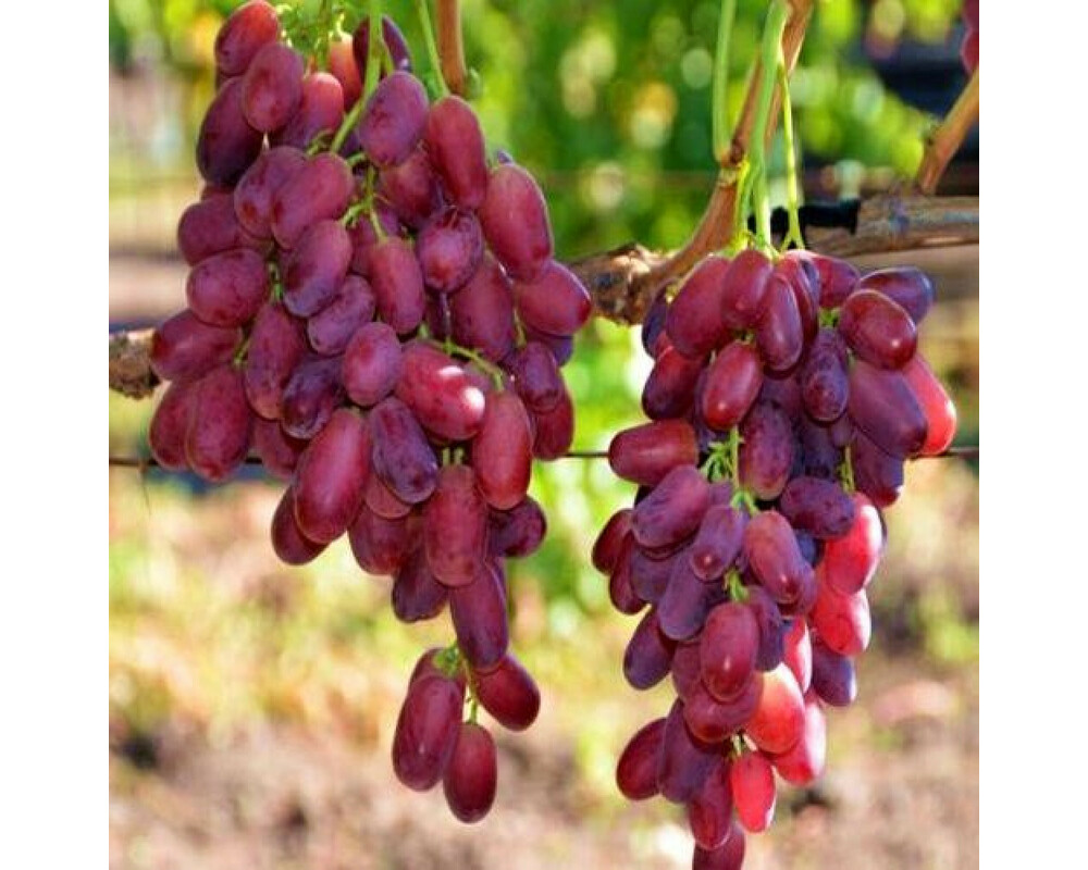 Виноград шахиня ирана фото и описание