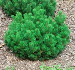 Сосна горная 'Mughus'