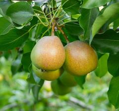 Груша "Бергамот Московский" 