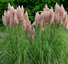Пампасная трава 'Pink Fezer'