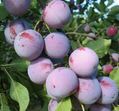 Слива "Анна Шпет"