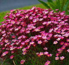 Камнеломка Арендса "Карпет Перпл Роб" 