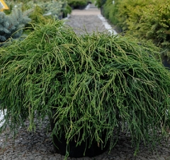Кипарисовик горохоплодный 'Filifera Nana'