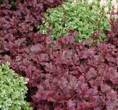 Гейхера гибридная 'Midnight Rose Select' 