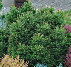 Ель обыкновенная 'Pygmaea' 