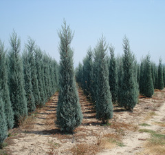 Кипарис 'Arizona'