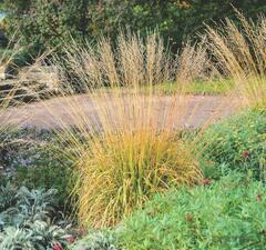 Молиния тростниковая 'Fontane'