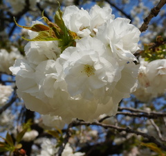 Вишня мелкопильчатая 'Shirotae'