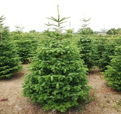 Пихта кавказская 'Nordmanniana' 