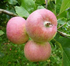 Яблоня "Московская Грушовка"